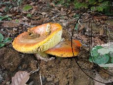 Цезарский гриб 002